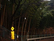 Ԃ񂳂̍ǎR̖Џ@|̓eʐ^1