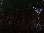 Ԃ񂳂̖R_Ђ̐Q̓eʐ^1