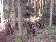 Ԃ񂳂̖R_Ђ̐Q̓eʐ^2