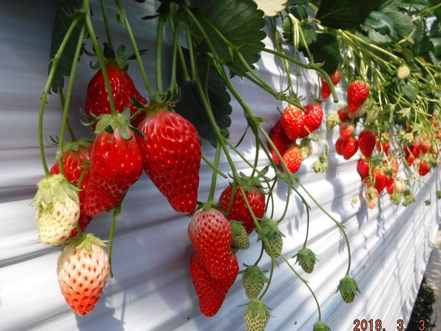 �L���n�E�X�̒��́@���Ⴊ�܂Ȃ��Ă�䕂�E�߂�_�{�c��������