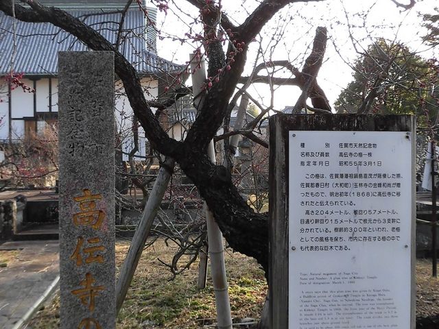 �C_���`���̔~