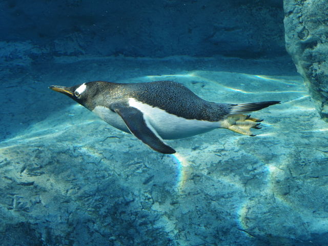 �y���M���͔�Ԃ悤�ɉj���܂��B_���R������