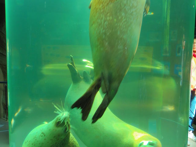 ���̓��͂����炵�����������Ȃ���p�C�v�ŗV��ł��܂����B_���R������