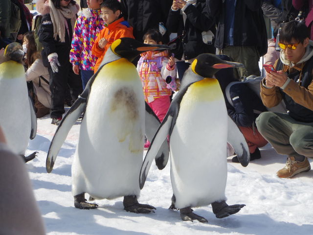 �y���M�����ڂ̑O������܂��B�ƂĂ����킢���I_���R������