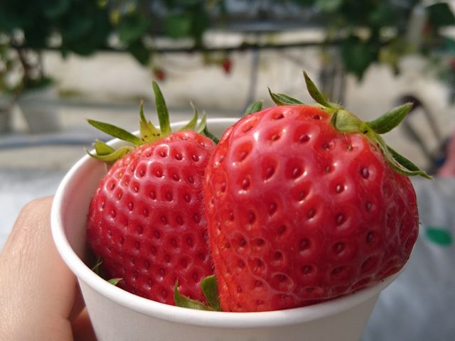 ����������R�b�v�ɔ����������ȃC�`�S���L�[�v_���̗��_��