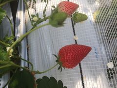 ݂܂܂̂H[@Ђ炩ւ̓eʐ^1