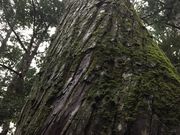 ܁[񂳂̍c_{ʋ{댴{̓eʐ^2