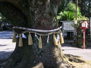 poporon̋k_Ђ̓eʐ^3