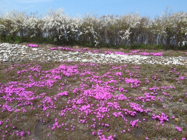 �����Ɉ�V�o�U�N��_�t�����[�p�[�N�]��