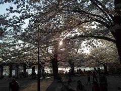 桜の広場 洗足池公園の桜の口コミ じゃらんnet