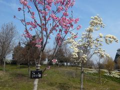 �T�r�L����̃t�����[�p�[�N�]��ւ̓��e�ʐ^1