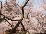 񂳂̍隬̃^JgIRqKUN̓eʐ^2