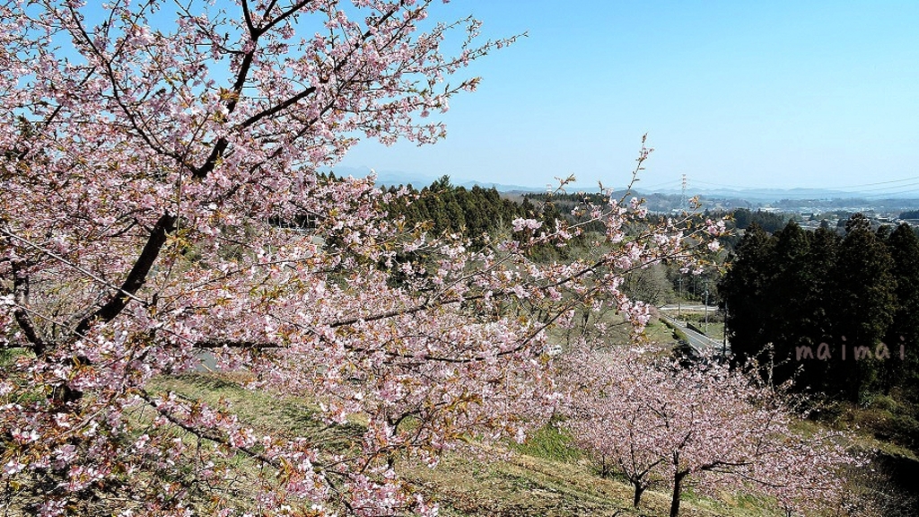 全国の河津桜 寒桜など 早咲き桜 スポット30選 ひと足早く春気分 2 じゃらんnet