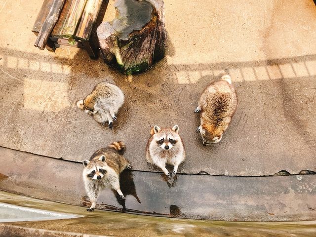 九十九島動植物園森きらら アクセス 営業時間 料金情報 じゃらんnet