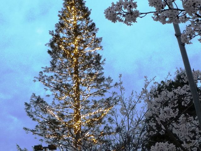 ����O�̍L��ɂ́A�C���~�̃c���[������܂��B_�͂艷�򃉃��h