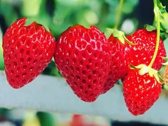 ̊ЃGC`EACEGXւ̓eʐ^1