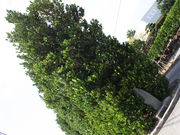 񂳂̐^ӂ̃`tNM̓eʐ^3