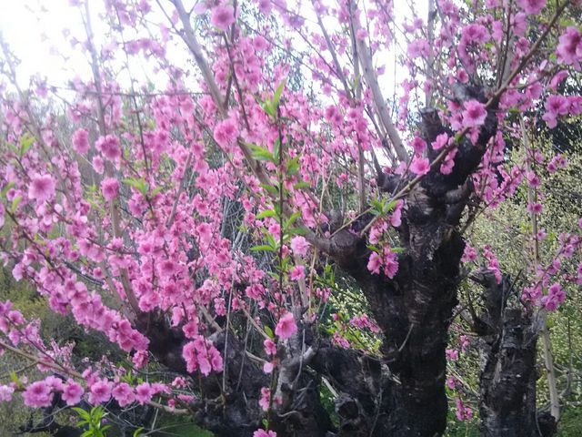 �Ԍ��R�������R_�Ԍ��R����