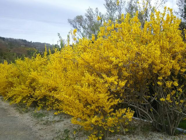 ��p���ԏꂩ������܂ł̓������ɂ���Ԕ��Q�B��ࣂł��B_�Ԍ��R����