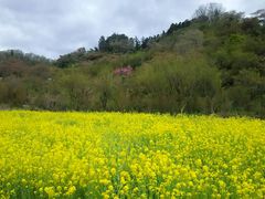 花見山公園の口コミ一覧 2ページ目 じゃらんnet