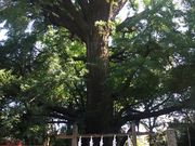 ܂ǂ񂳂̎GiJSq_̃C`E̓eʐ^1