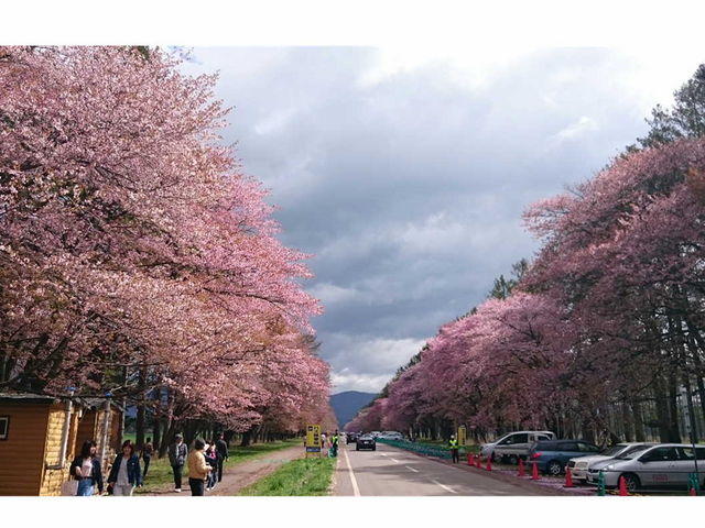 二十間道路桜並木】アクセス・営業時間・料金情報 - じゃらんnet