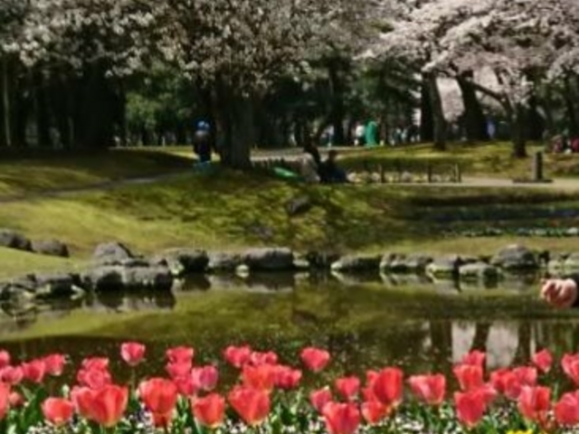 ���J�̍��ƃ`���[���b�v_�ʕ{����