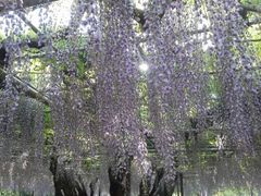 岡崎公園の五万石藤の口コミ一覧 じゃらんnet