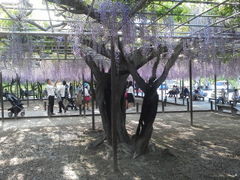 満開 岡崎公園の五万石藤の口コミ じゃらんnet