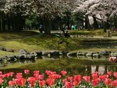 満開の桜とチューリップ_別府公園