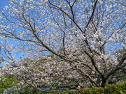 킩ԁ[̈뉀̃TN̓eʐ^1