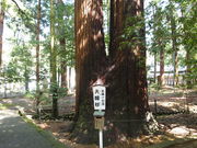 ˂񂳂̎ዷF_Ђ̓eʐ^5