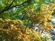ひろみさんの岡崎公園の紅葉への投稿写真2
