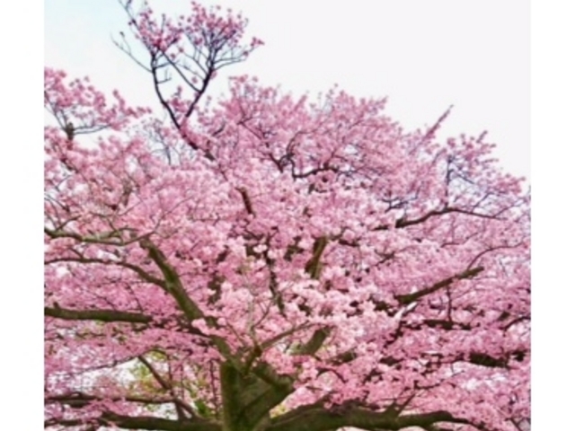 ����_�h�{�s�����̊���