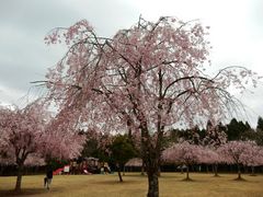 w-masảzO|ւ̓eʐ^4