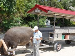 �͂�������̐����Ԋό��ւ̓��e�ʐ^1