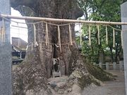 񂿂񂳂̐{_Ђ̑叾̓eʐ^1