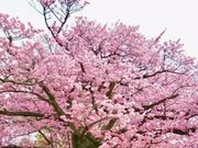 �}���S�[����̖h�{�s�����̊����̓��e�ʐ^1