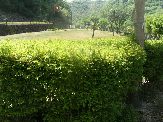 18�z�[������܂�_�͍����p�[�N�S���t��