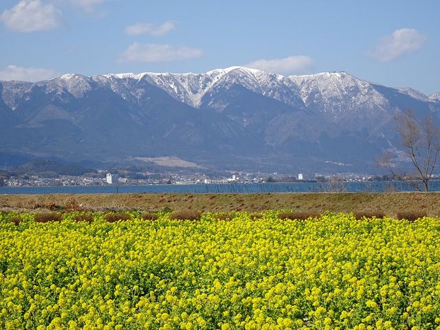 񂸂̑PȂ̍؂̉Ԕ̓eʐ^1