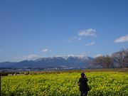 񂸂̑PȂ̍؂̉Ԕ̓eʐ^2