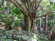 ���i����̃A�_���̓��e�ʐ^1