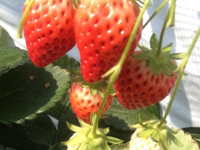 �_���͍L���A�l�X�Ȃ��������y���߂܂��I_�z�J�������^�E��