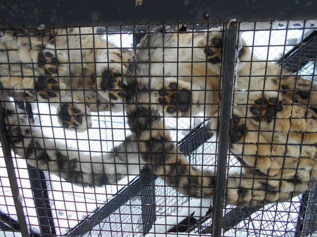 �^������̃��L�q���E_���R������