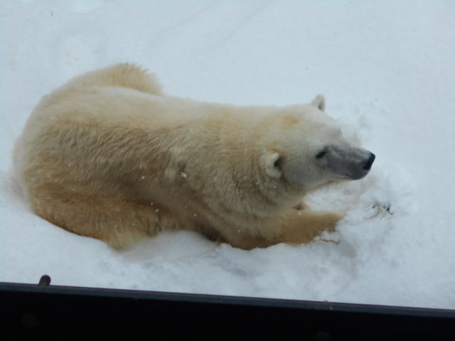 �V���N�}_���R������