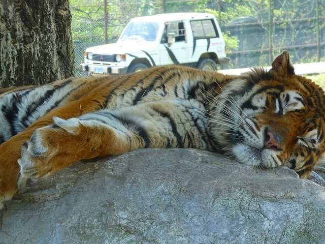 �R�����E����s�E�H�g��T�t�@�������h_�H�g�䎩�R���������T�t�@�������h