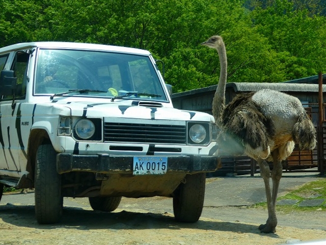 �R�����E����s�E�H�g��T�t�@�������h_�H�g�䎩�R���������T�t�@�������h