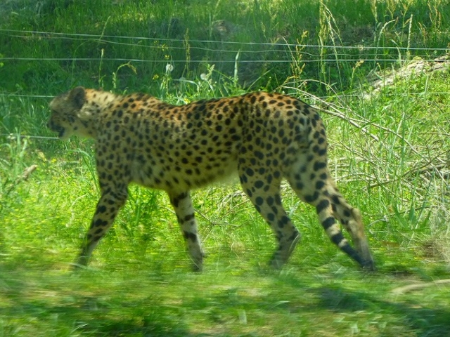 �R�����E����s�E�H�g��T�t�@�������h_�H�g�䎩�R���������T�t�@�������h