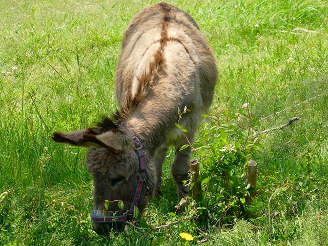 �R�����E����s�E�H�g��T�t�@�������h_�H�g�䎩�R���������T�t�@�������h