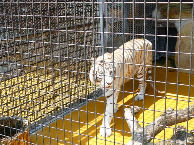 �R�����E����s�E�H�g��T�t�@�������h_�H�g�䎩�R���������T�t�@�������h